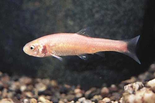Rosy red minnow (Pimephales promelas) in an aquarium