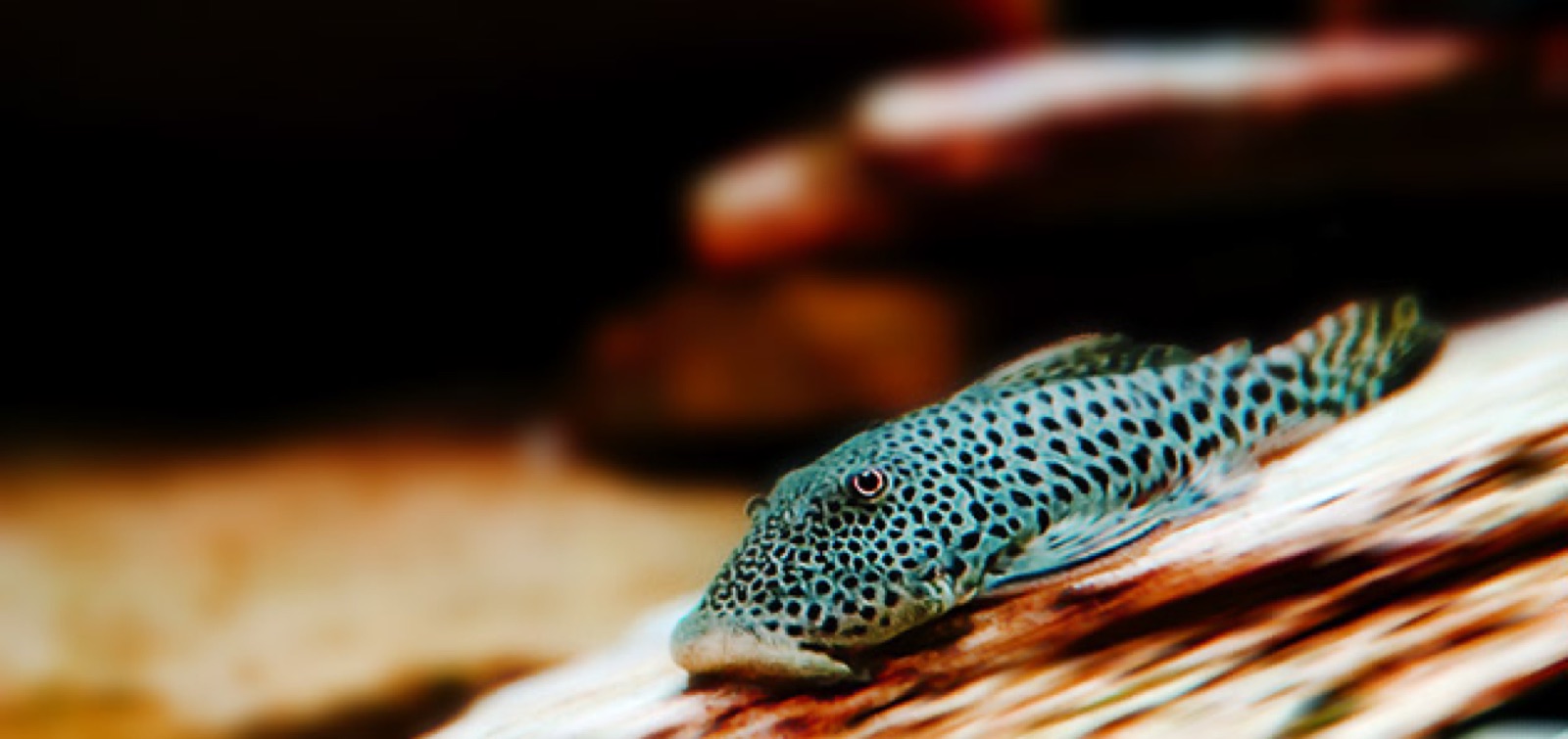 Rubber-lip pleco (Chaetostoma milesi) in an aquarium