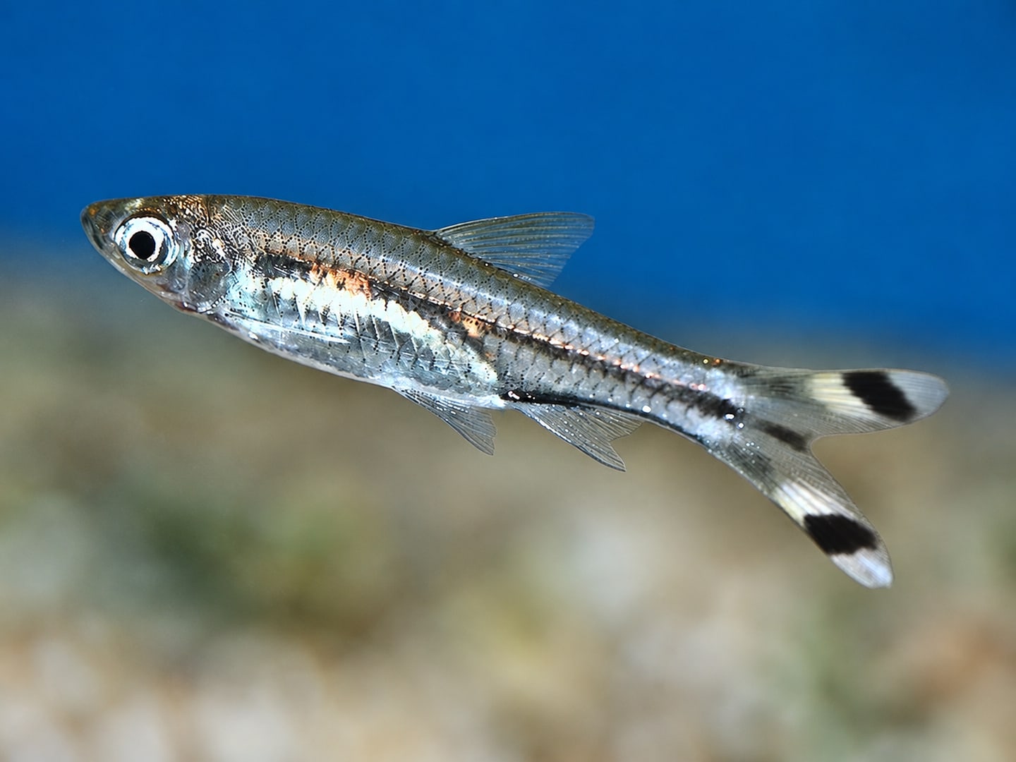 Scissortail rasbora (Rasbora trilineata) in an aquarium