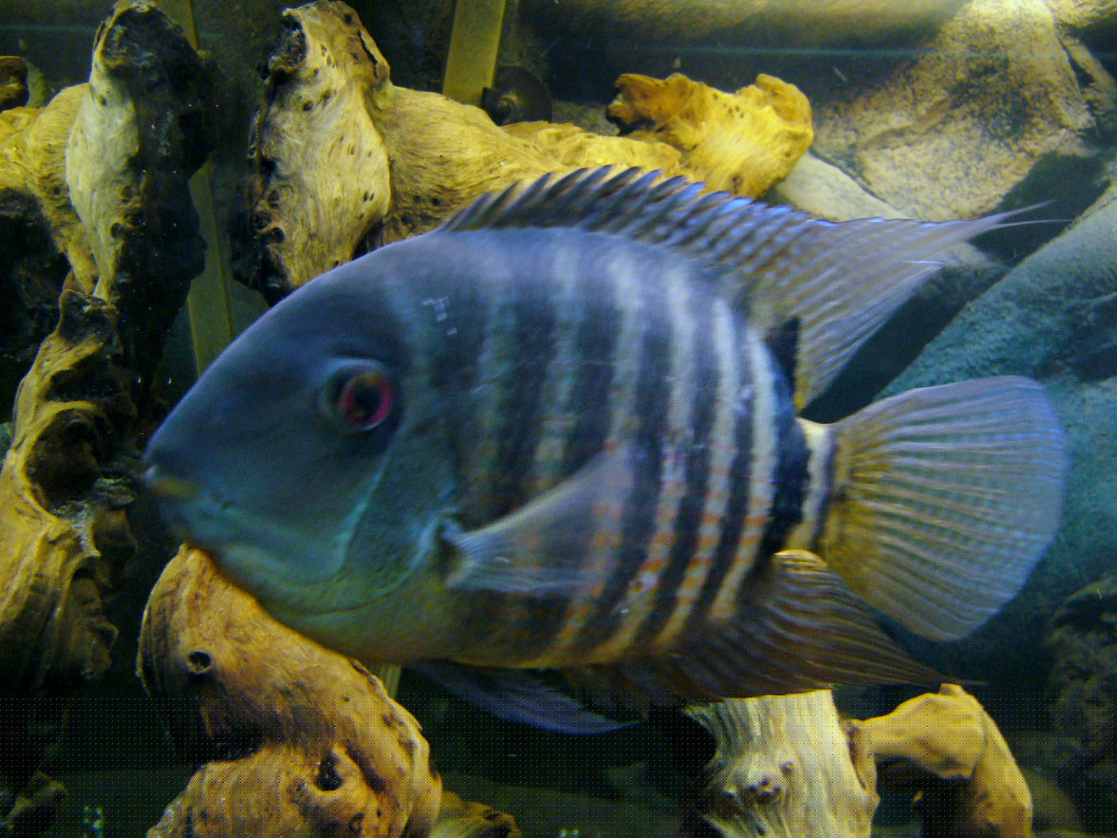 Severum (Heros efasciatus) in an aquarium