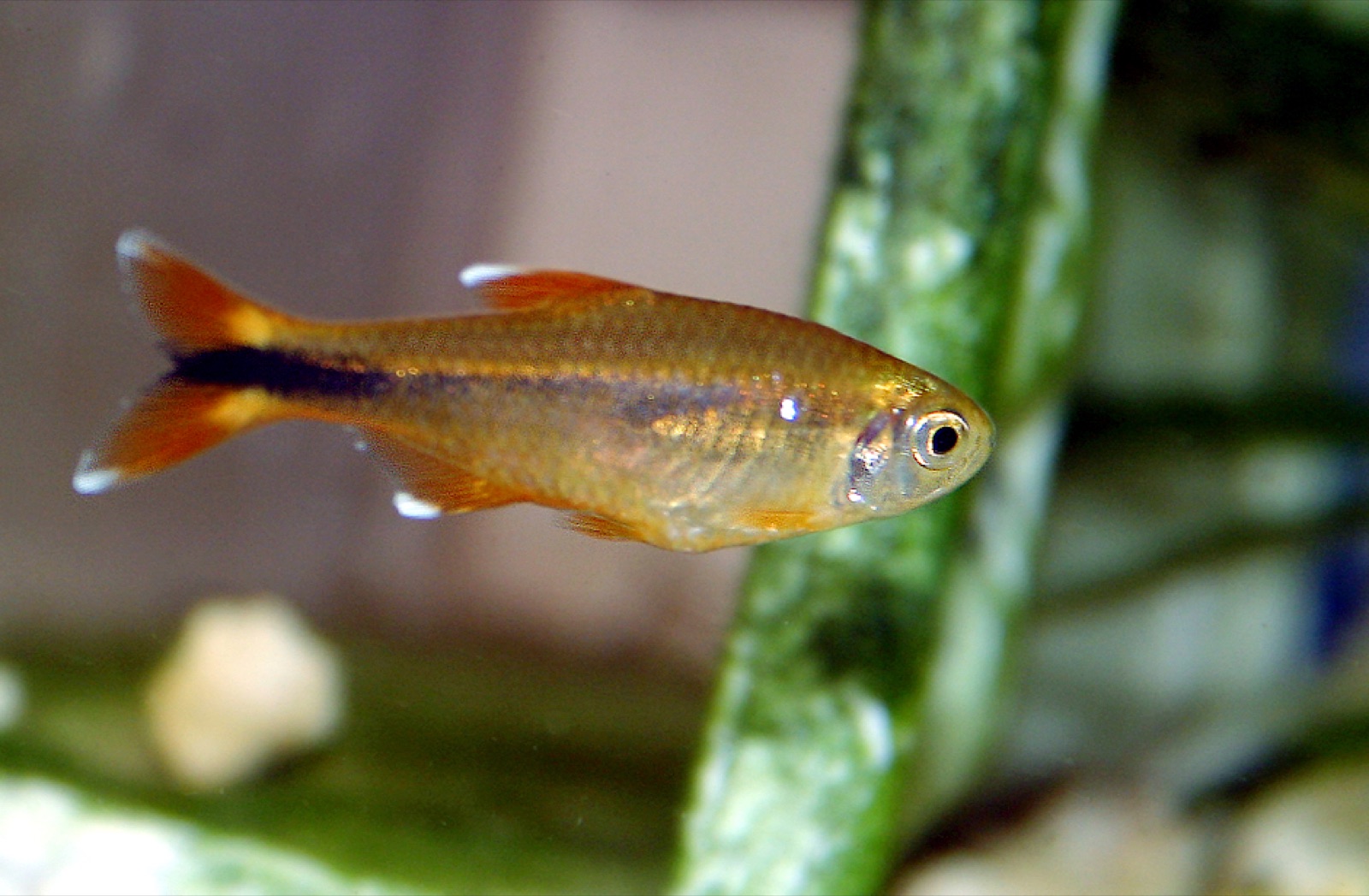 Silvertip tetra (Hasemania nana) in an aquarium