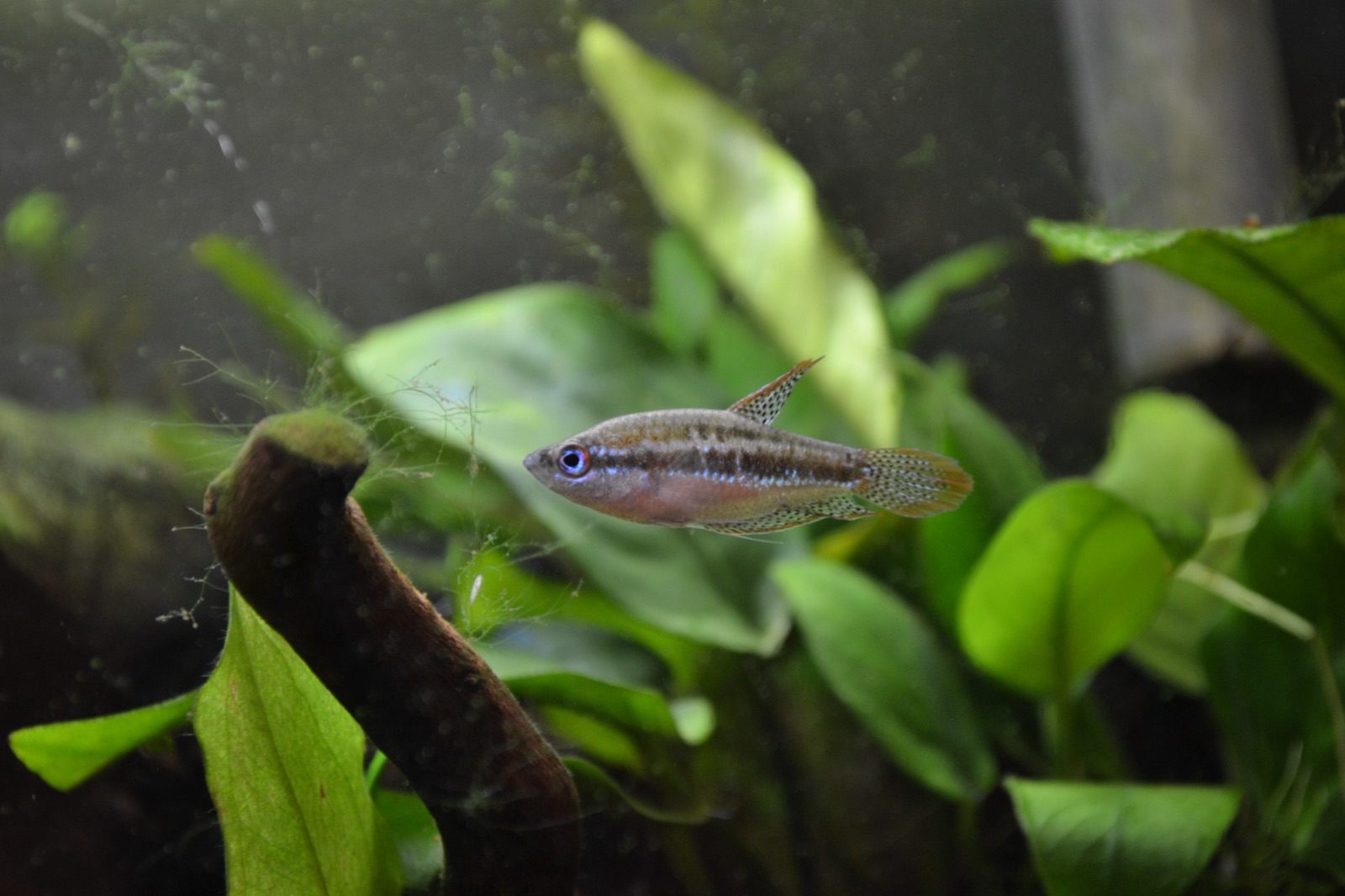Sparkling gourami (Trichopsis pumila) in an aquarium