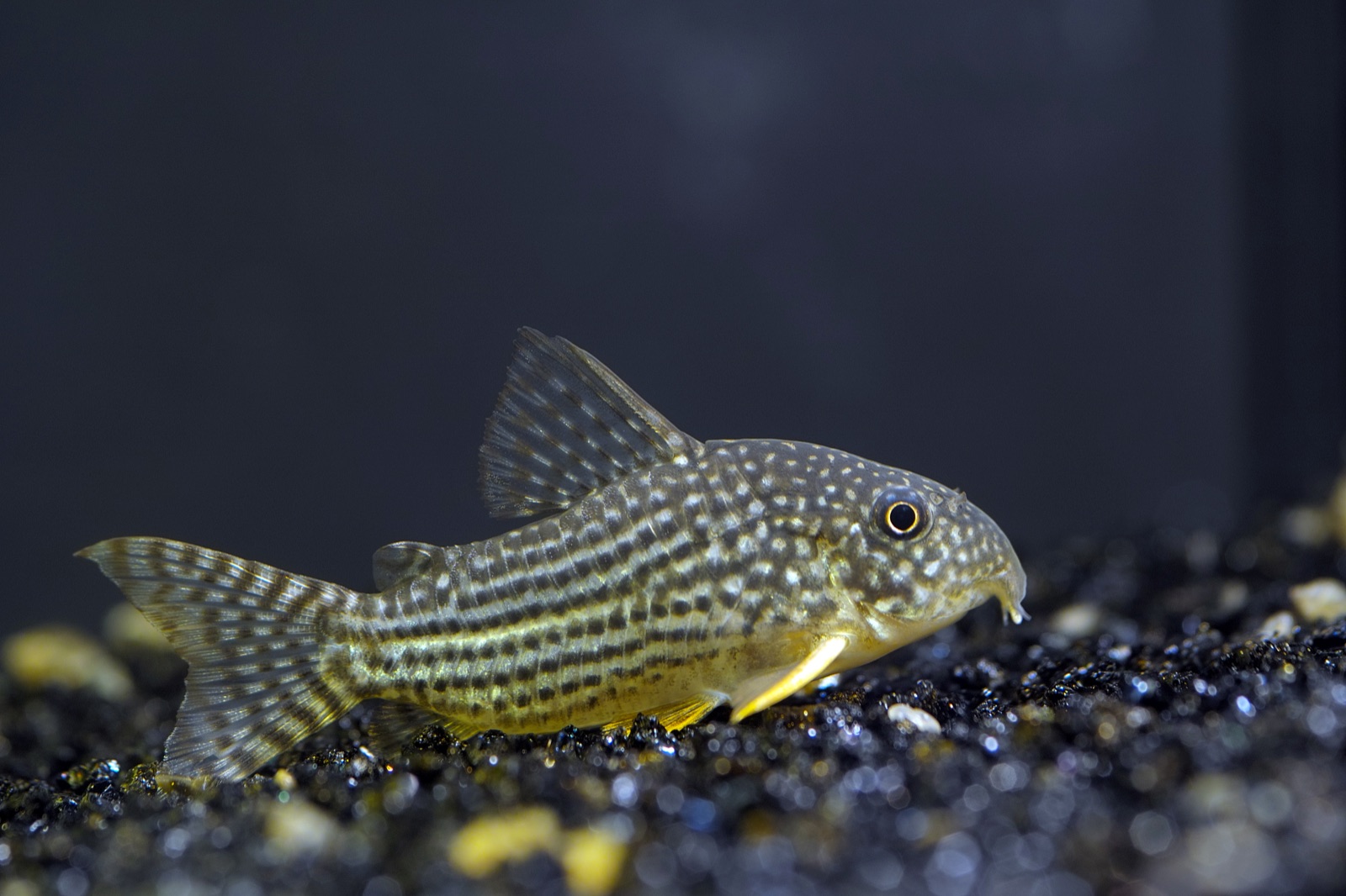 Sterbai corydoras (Corydoras sterbai) in an aquarium