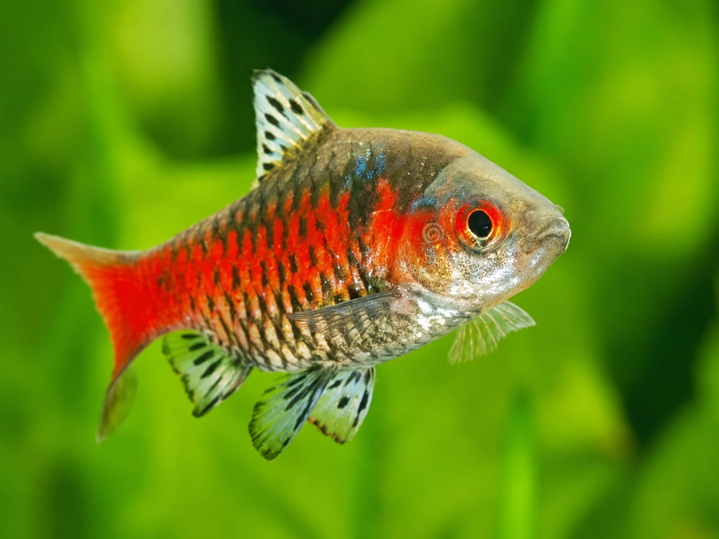 Ticto barb (Pethia ticto) in an aquarium