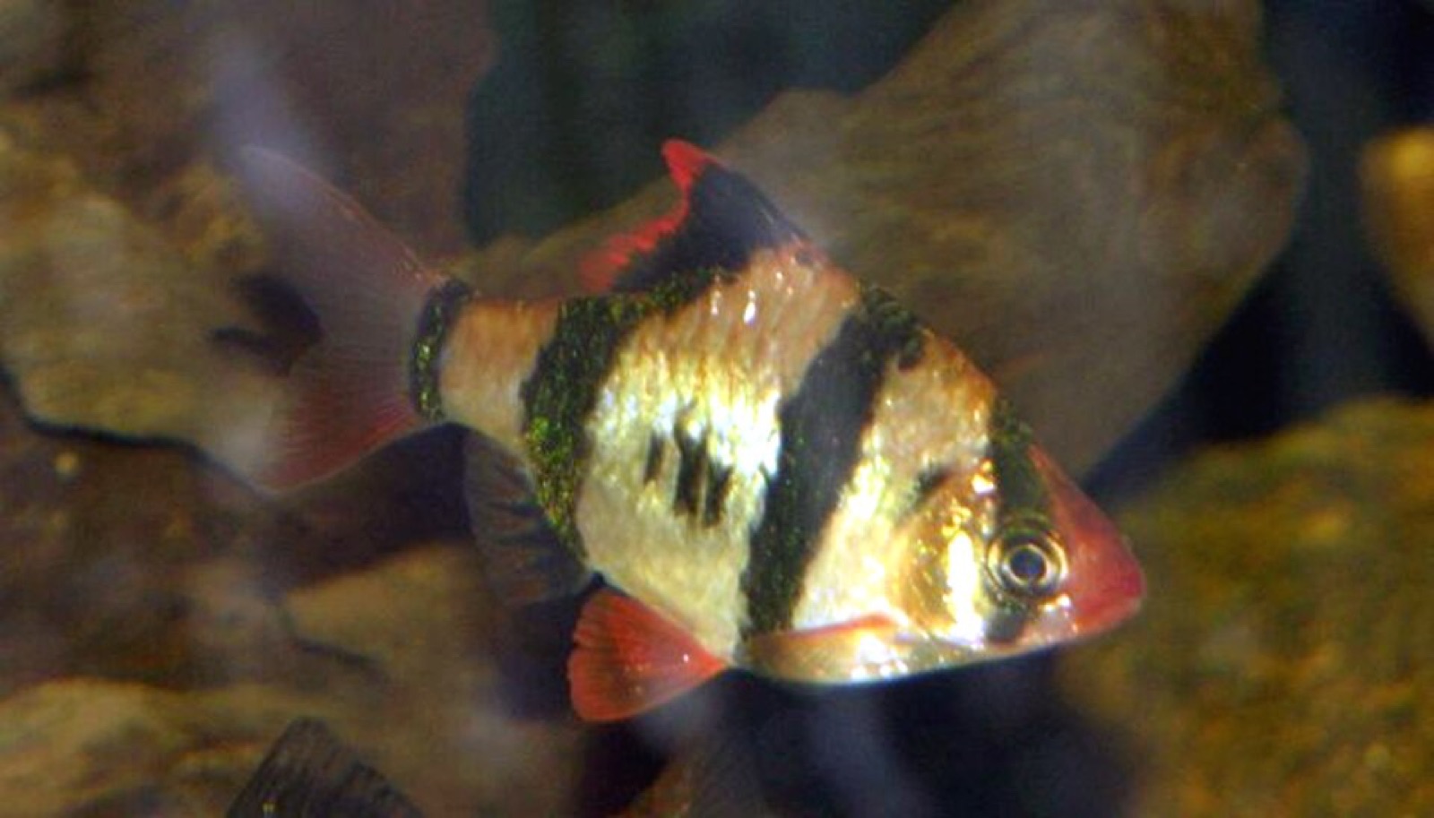 Tiger barb (Puntigrus tetrazona) in an aquarium