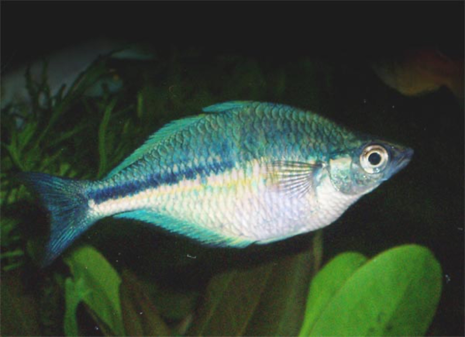 Turquoise rainbowfish (Melanotaenia lacustris) in an aquarium