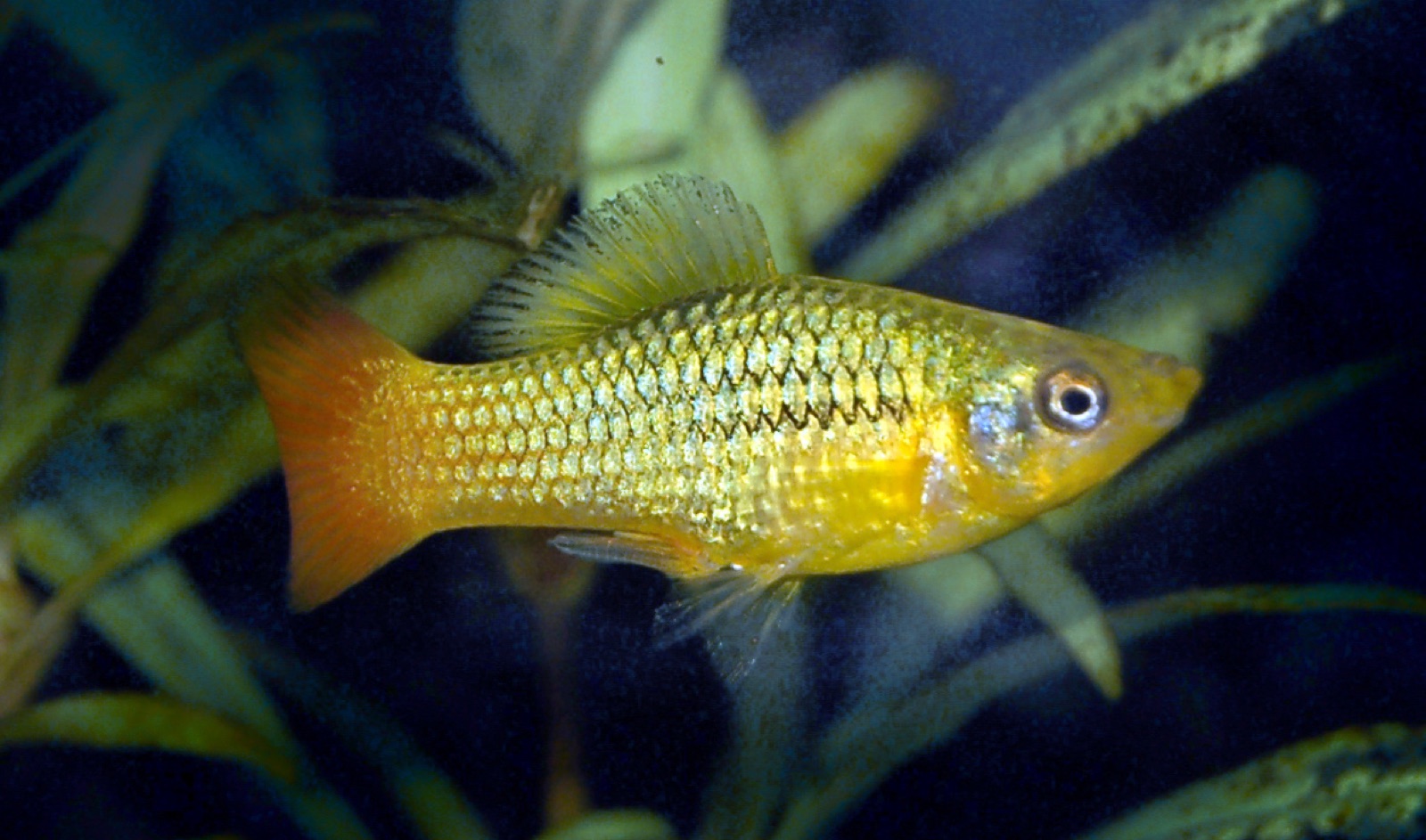 Variatus platy (Xiphophorus variatus) in an aquarium