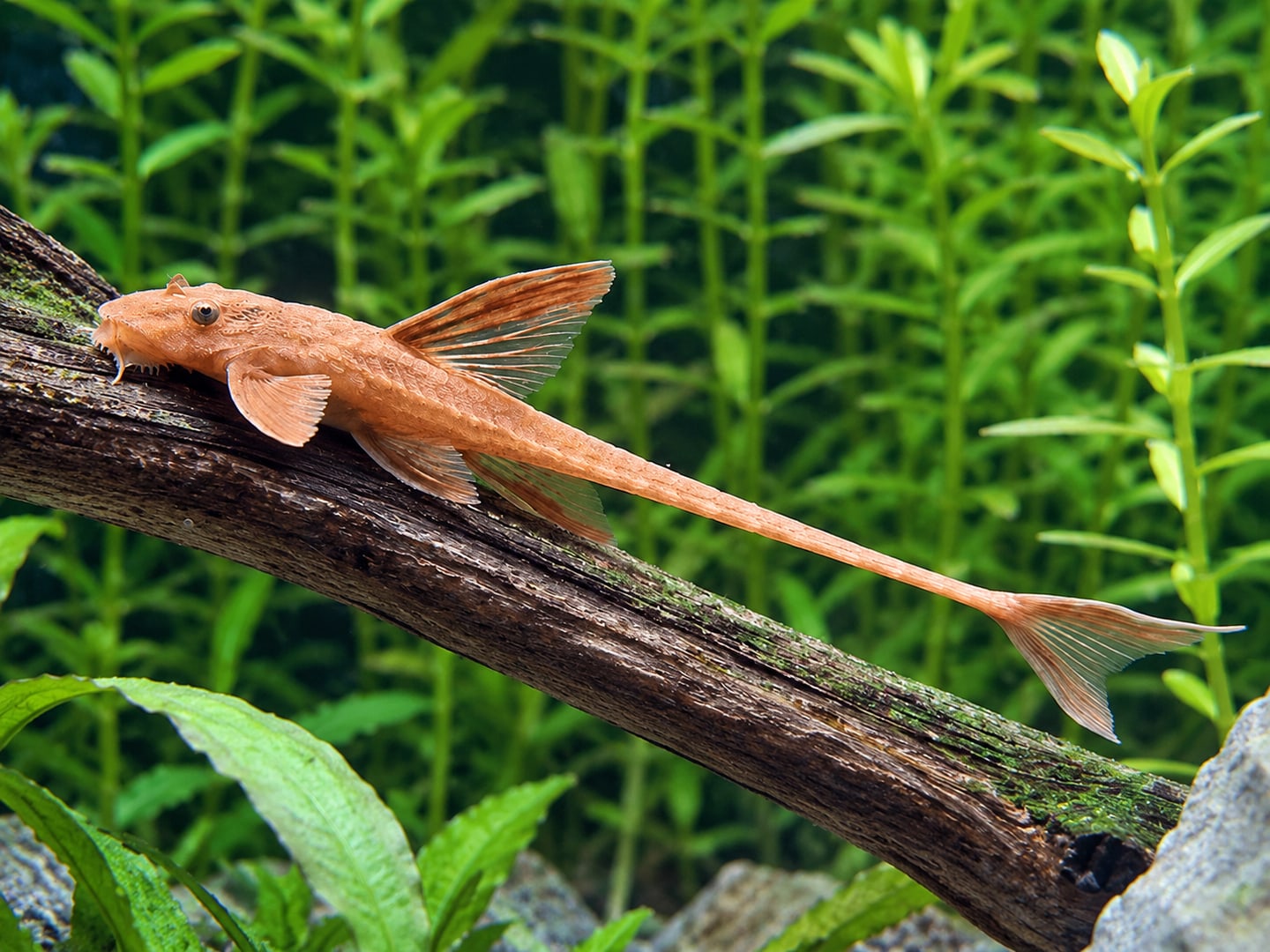Whiptail catfish (Rineloricaria lanceolata) in an aquarium