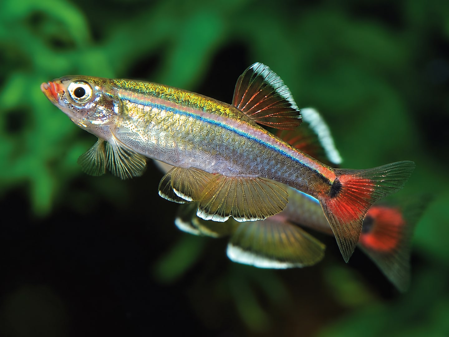 White Cloud Mountain minnow (Tanichthys albonubes) in an aquarium
