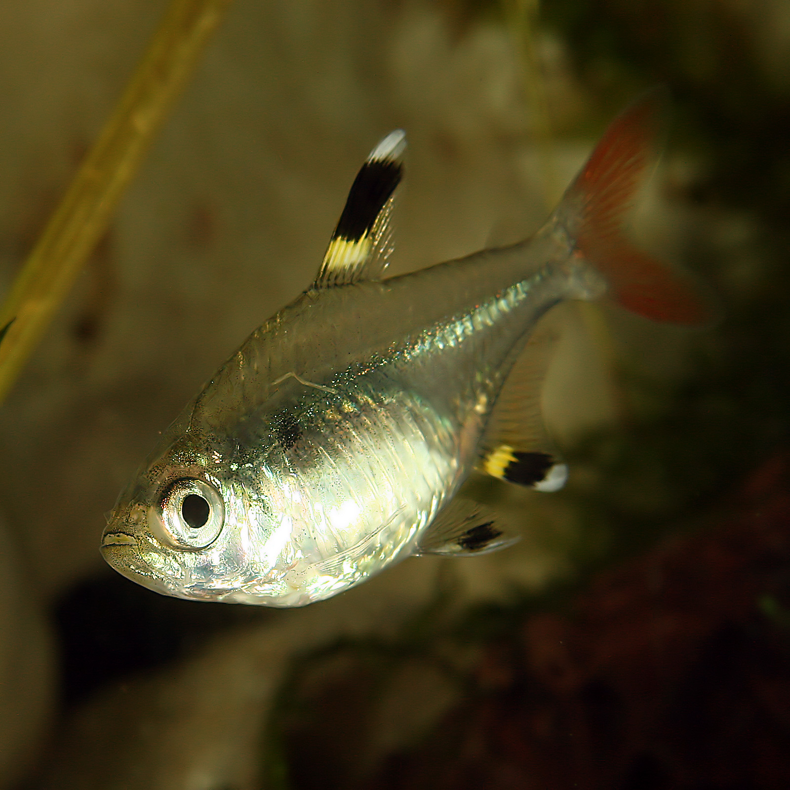 X-ray tetra (Pristella maxillaris) in an aquarium