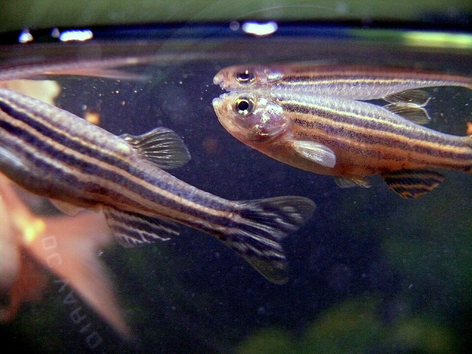 Zebra danio (Danio rerio) in an aquarium