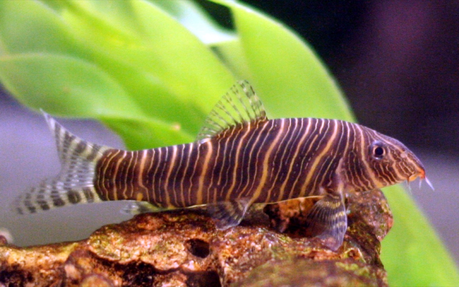 Zebra loach (Botia striata) in an aquarium