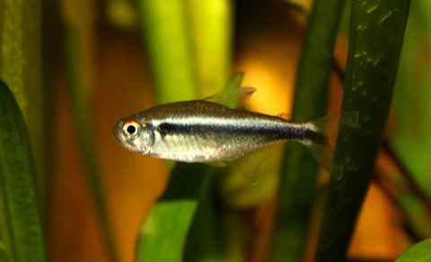 Black neon tetra (Hyphessobrycon herbertaxelrodi) in an aquarium
