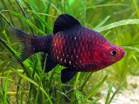 Black ruby barb (Pethia nigrofasciata) in an aquarium