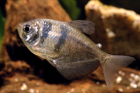 Black skirt tetra (Gymnocorymbus ternetzi) in an aquarium