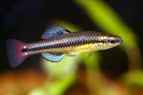 Bluefin killifish (Lucania goodei) in an aquarium