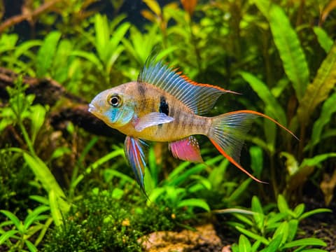 Bolivian ram (Mikrogeophagus altispinosus) in an aquarium