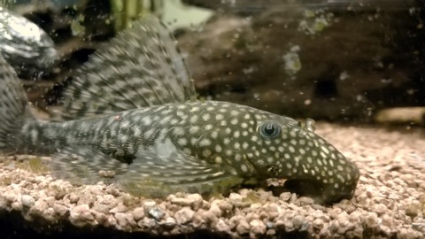 Bristlenose pleco (Ancistrus sp.) in an aquarium