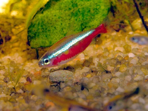 Cardinal tetra (Paracheirodon axelrodi) in an aquarium