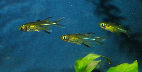 Celebes rainbowfish (Marosatherina ladigesi) in an aquarium
