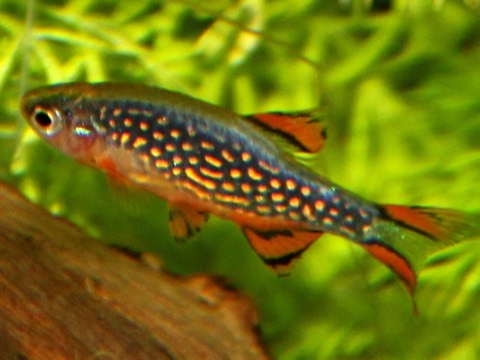 Celestial pearl danio (Danio margaritatus) in an aquarium