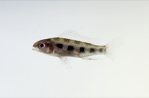 Checkerboard cichlid (Dicrossus filamentosus) in an aquarium