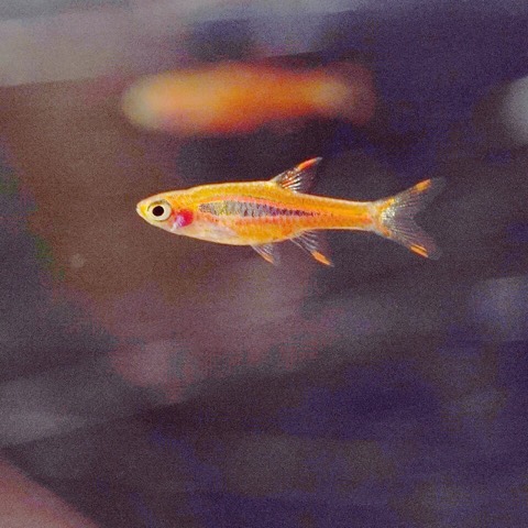 Chili rasbora (Boraras brigittae) in an aquarium