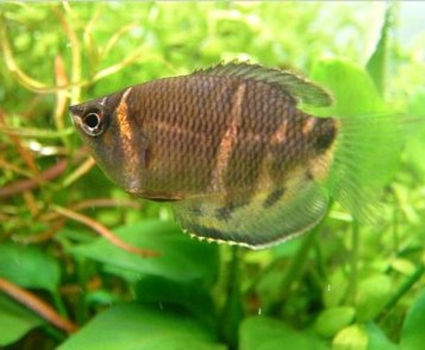 Chocolate gourami (Sphaerichthys osphromenoides) in an aquarium