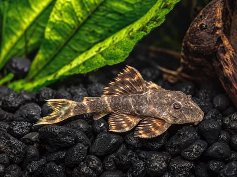 Clown pleco (Panaqolus maccus) in an aquarium