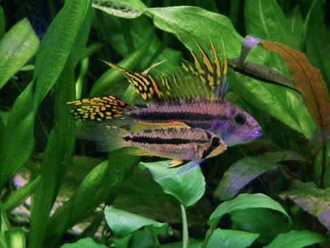 Cockatoo dwarf cichlid (Apistogramma cacatuoides) in an aquarium