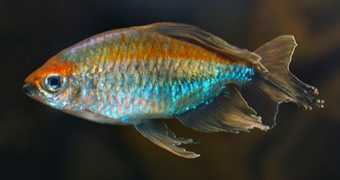 Congo tetra (Phenacogrammus interruptus) in an aquarium