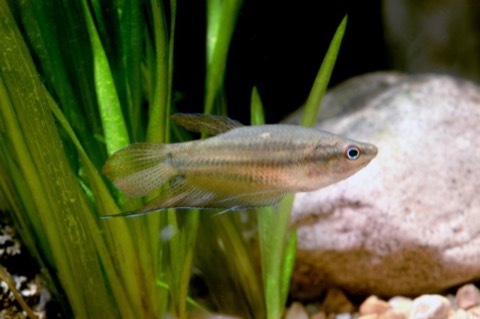 Croaking gourami (Trichopsis vittata) in an aquarium