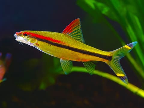 Denison barb (Sahyadria denisonii) in an aquarium