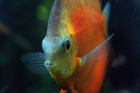 Discus (Symphysodon spp.) in an aquarium