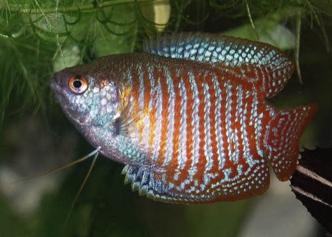 Dwarf gourami (Trichogaster lalius) in an aquarium