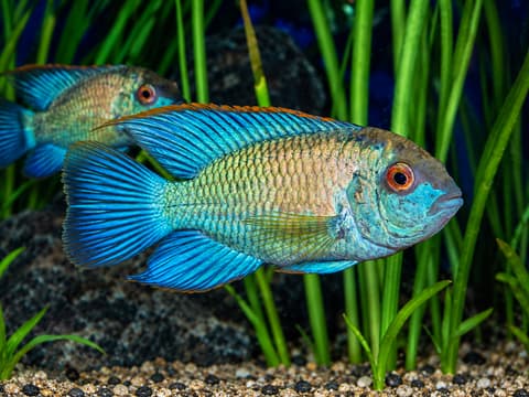 Electric blue acara (Andinoacara pulcher) in an aquarium