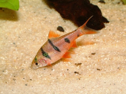 Five-banded barb (Desmopuntius pentazona) in an aquarium