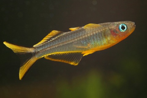 Forktail blue-eye (Pseudomugil furcatus) in an aquarium