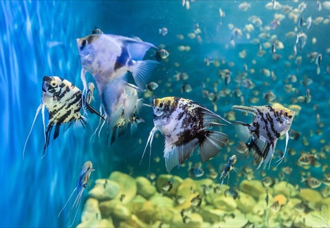 Freshwater angelfish (Pterophyllum scalare) in an aquarium