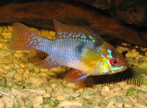 German blue ram (Mikrogeophagus ramirezi) in an aquarium