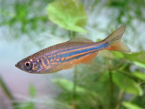 Giant danio (Devario aequipinnatus) in an aquarium