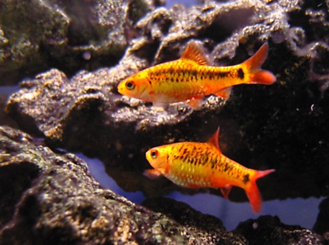 Gold barb (Barbodes semifasciolatus) in an aquarium