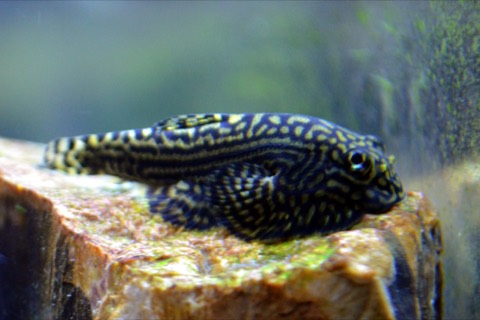 Hillstream loach (Sewellia lineolata) in an aquarium