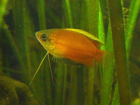 Honey gourami (Trichogaster chuna) in an aquarium