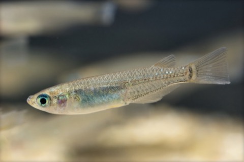 Japanese ricefish (Oryzias latipes) in an aquarium