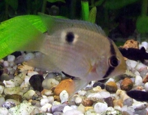 Keyhole cichlid (Cleithracara maronii) in an aquarium