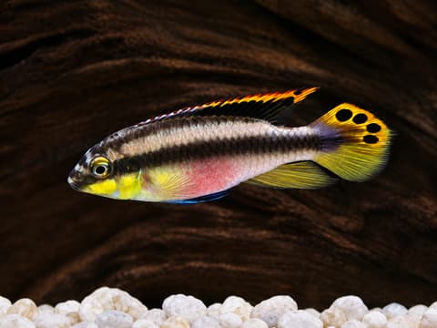 Kribensis (Pelvicachromis pulcher) in an aquarium