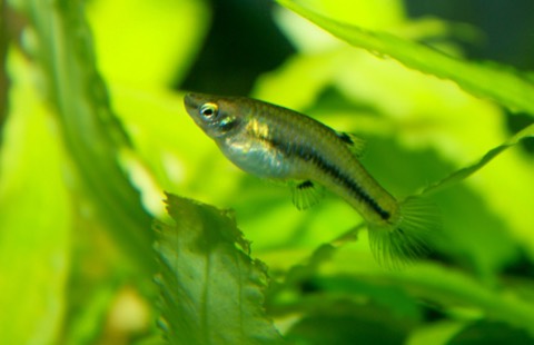 Least killifish (Heterandria formosa) in an aquarium
