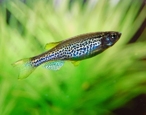 Leopard danio (Danio rerio variety) in an aquarium