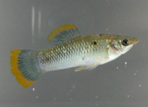Molly (Poecilia sphenops) in an aquarium